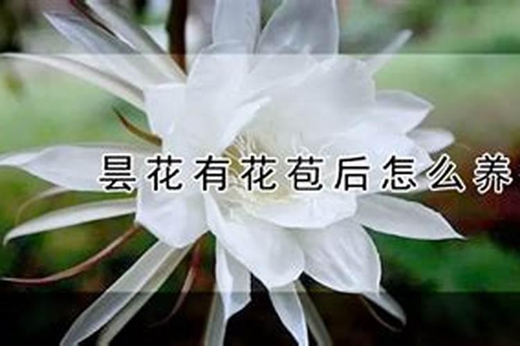 怎样防止昙花花苞掉落 需要怎么做