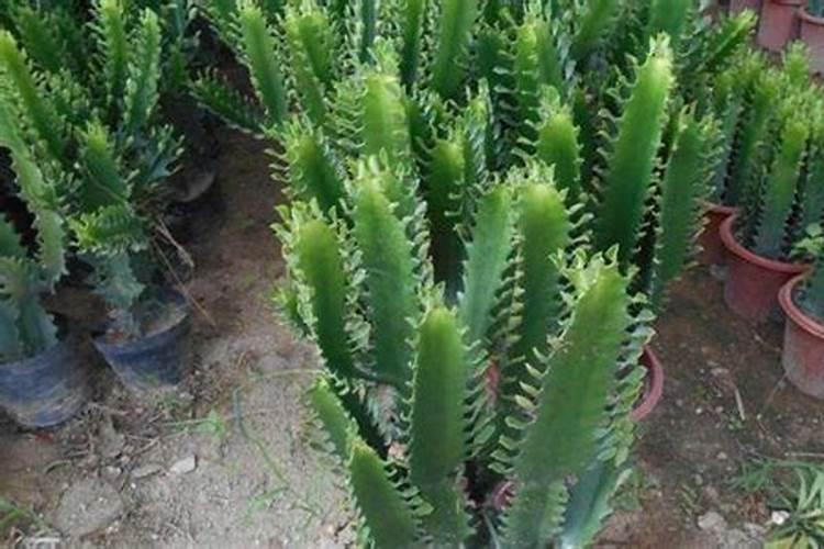 三种花是最旺家的花 三种花是最旺家的花介绍