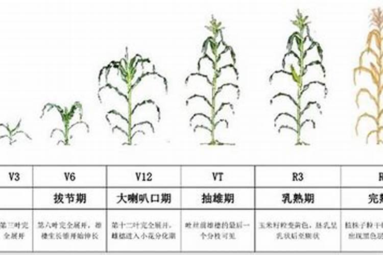 黑豆煮30分钟能熟吗