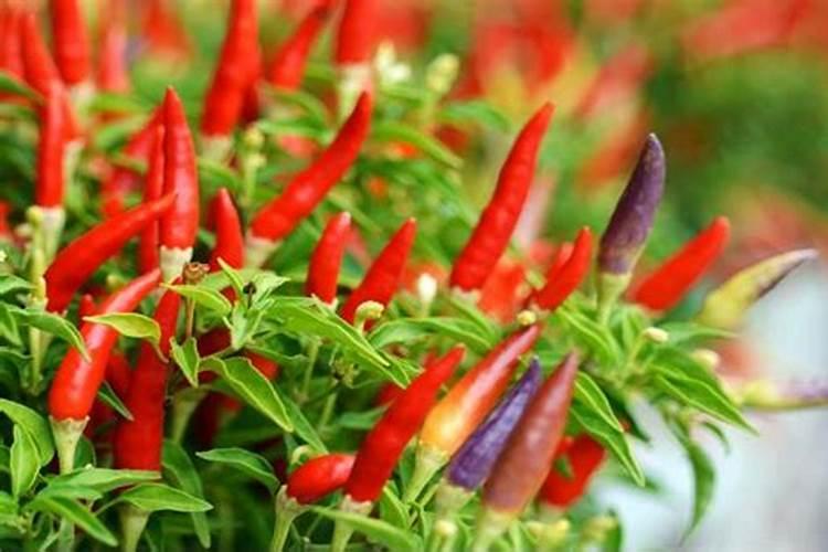 怎么判断作物是不是缺磷肥了？