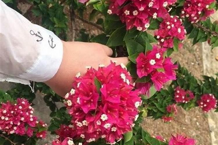三角梅看到花苞后的施肥方法
