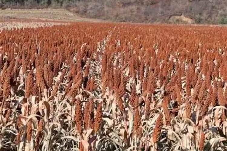 种植高粱怎么施肥
