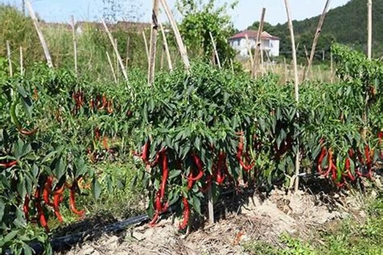 辣椒结果期冲施什么肥料好？辣椒挂果期施什么肥料好？