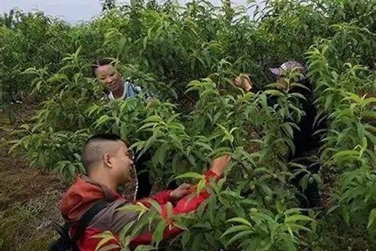 南瓜追肥用什么肥料好