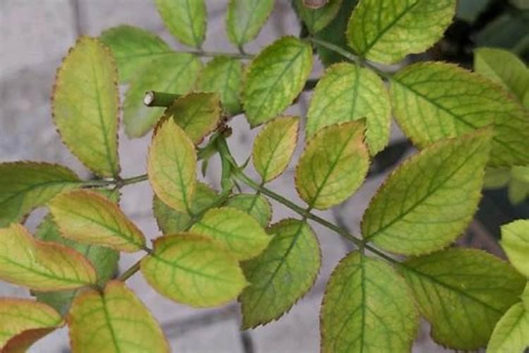 月季枯叶不是病,补完这些小东西,立马窜芽开花!