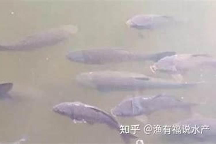 纯养鲫鱼用什么饲料长得快