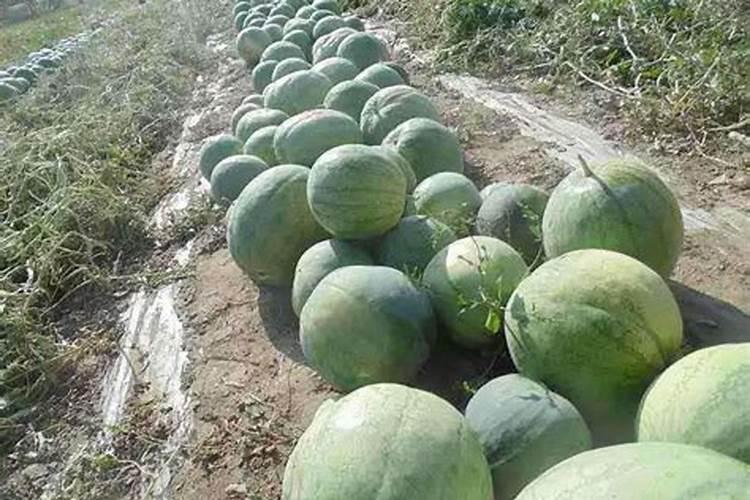 200豪升锌肥加水多少打西瓜