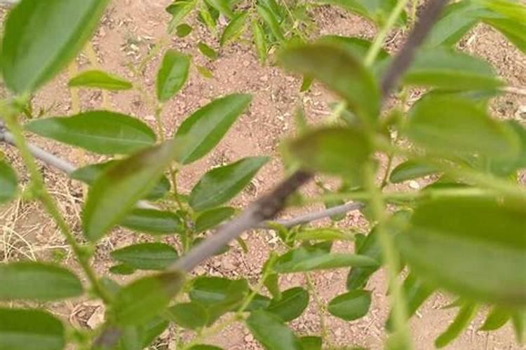 冬枣喷磷酸二氢钾效果好吗