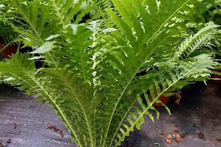 蕨类植物要怎样施肥？