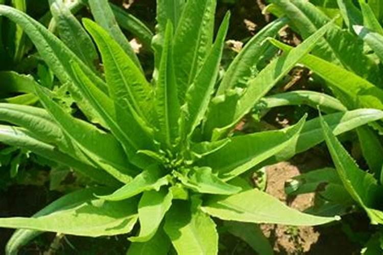 莴笋在我国的栽培面积是非常大的,莴笋怎么施肥成效好？