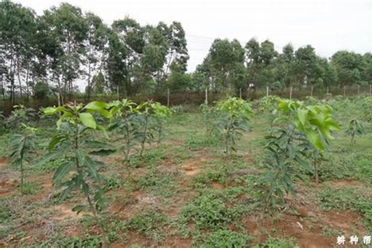 芒果树多久施肥一次 最佳施肥时间是几月份