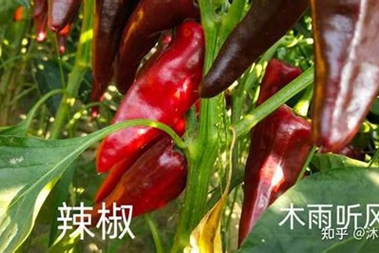 柑橘9月份管理要点,柑橘有哪些品种