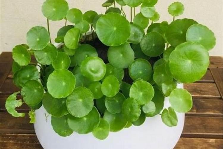 黑金氮为何不建议用