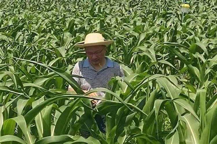 玉米一次性施肥氮磷钾怎么配合