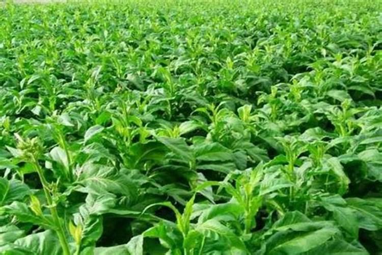 烤烟缺钾后叶面喷施磷酸二氢钾能恢复吗