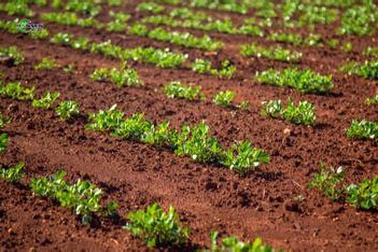 花生种子拌什么药好