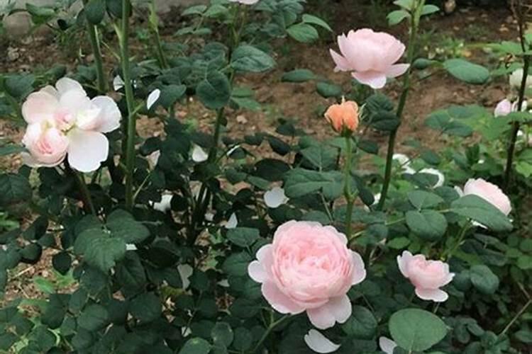 月季花夏季施什么肥好