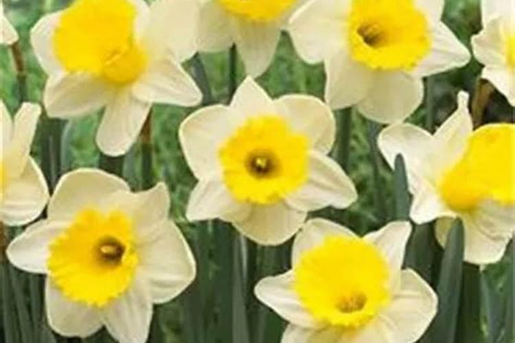 大棚桃树幼果期桃多大可以浇水