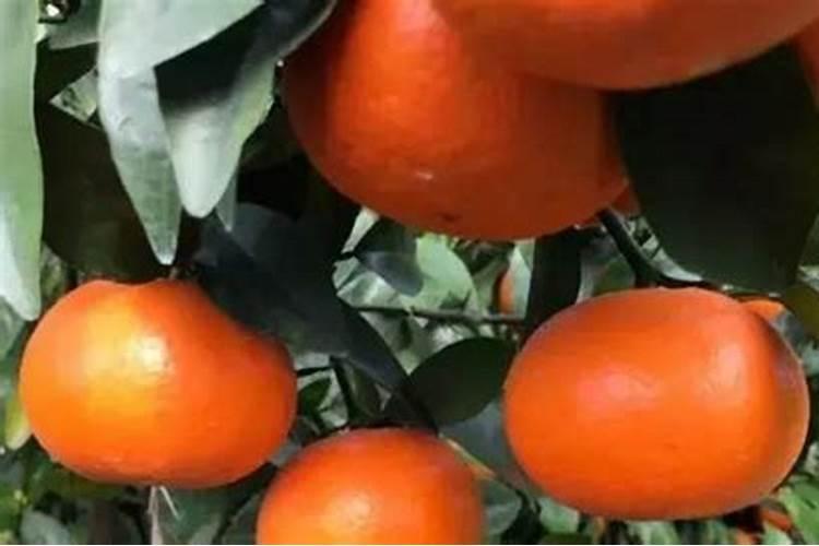 柑橘采收后喷什么叶面肥好？