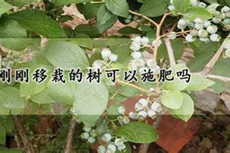 豆角追肥用什么肥料好