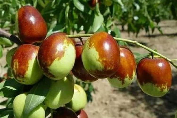 湖南,清代收藏家,孙龙甲收藏怀素大草4字文,并手写释文的拓本价值百 ...