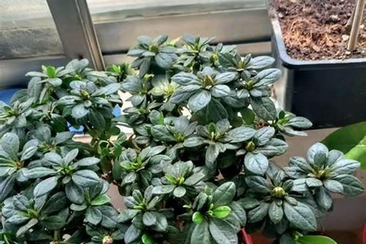 哪些花上尿素花肥好