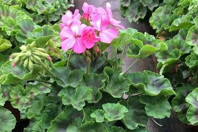 石榴花用什么肥