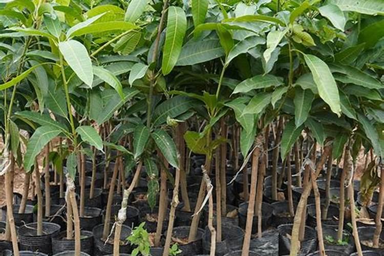 芒果结果期追施用的肥料？芒果保花保果用什么化肥好？