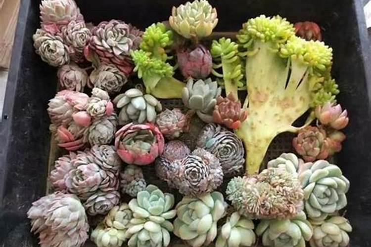 多肉植物怎么养根系能发达