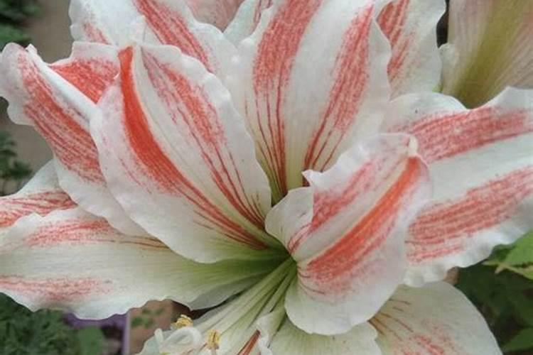 中性香水推荐/蒂普提克 清晨百合(奥利恩)花香调 50ml EDT...