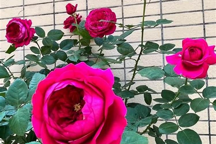 鱼塘养鱼能投化肥吗