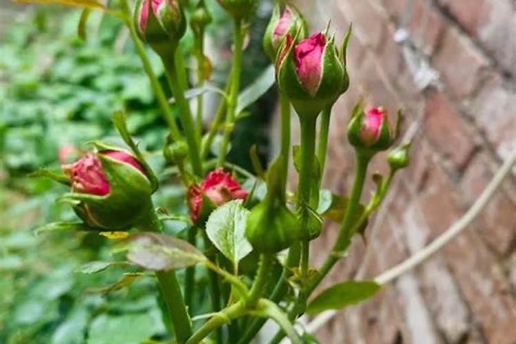 怎么给花施肥？施什么肥？