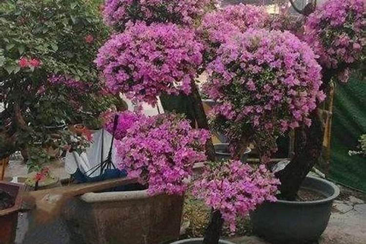 有机肥生产设备一共大概需要多少钱？