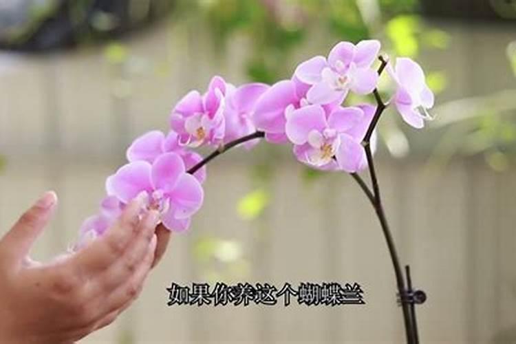 栀子花花苞时浇什么肥料(栀子花施什么肥才能长出花蕾)