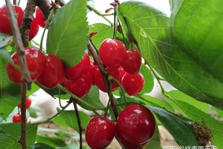 大樱桃落花落果的秘密,如何管理才能保住果实？