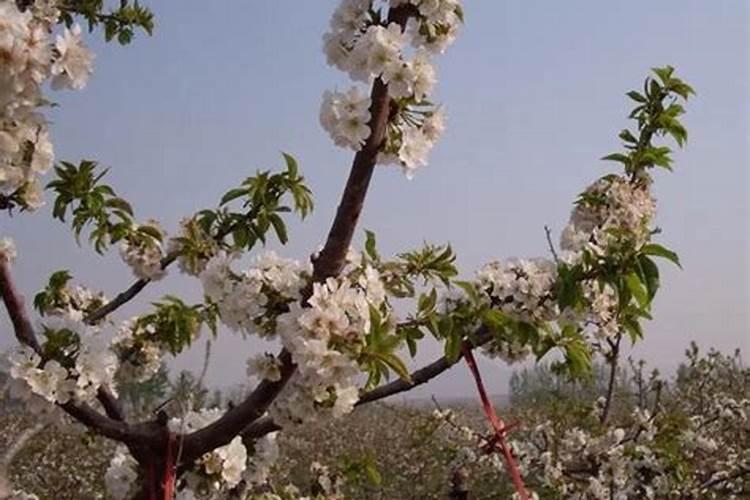 大樱桃落花落果的秘密,如何管理才能保住果实？