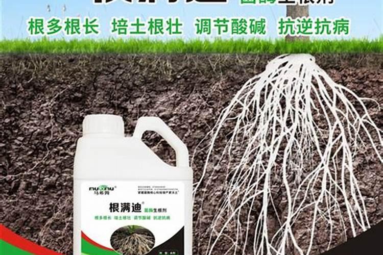 黄瓜苗期用什么肥料,黄瓜生根水溶肥