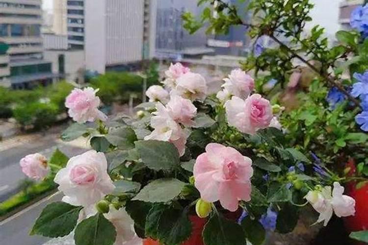 花盆种菜怎么施肥 花盆种菜如何施肥