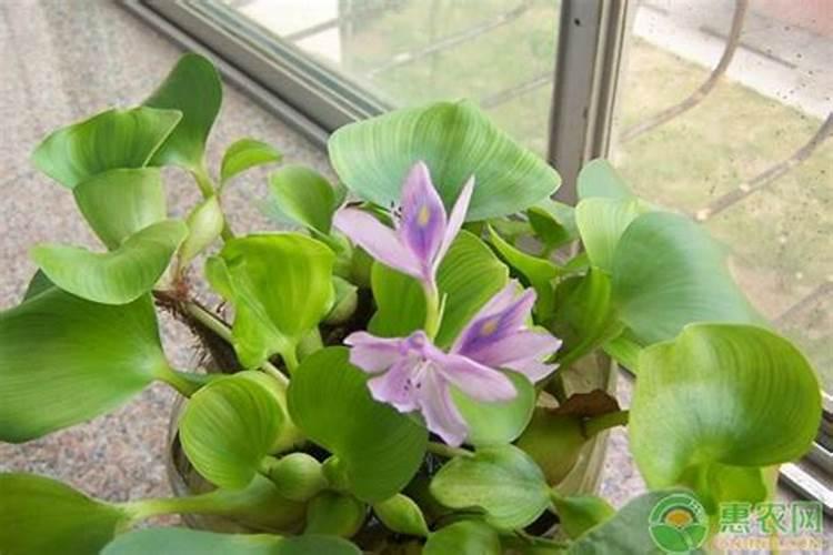 如何种植水葫芦是一种很好的盆栽方法