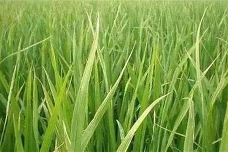 老鸦柿下山桩多久能发芽