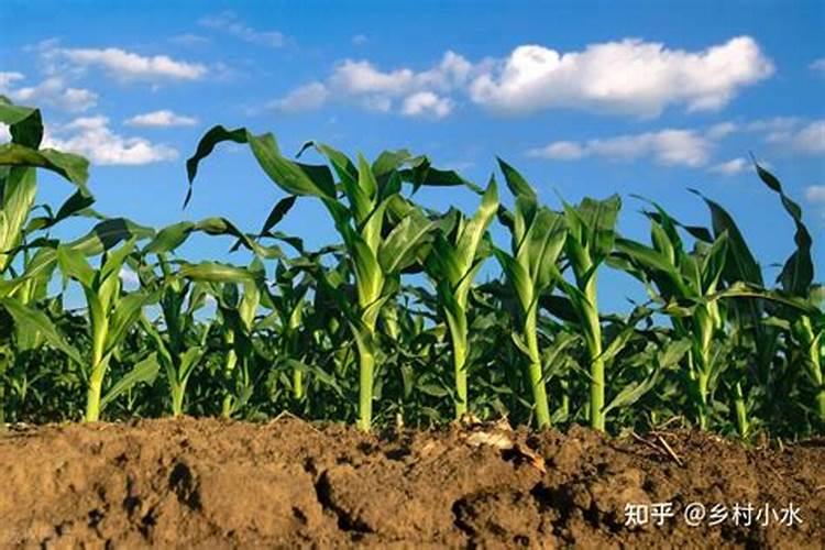 玉米打叶面肥好还是追尿素好