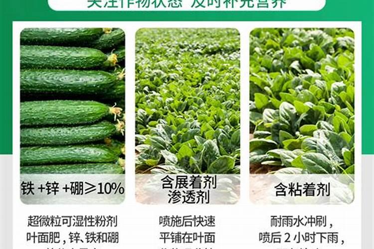 人粪便浇到菜叶上有什么危害