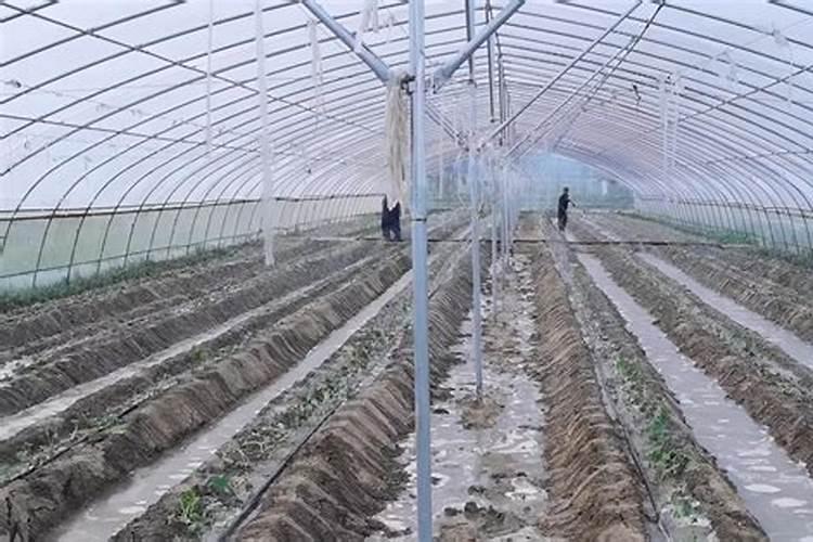 灵台西屯镇涉及果业的企业有哪些