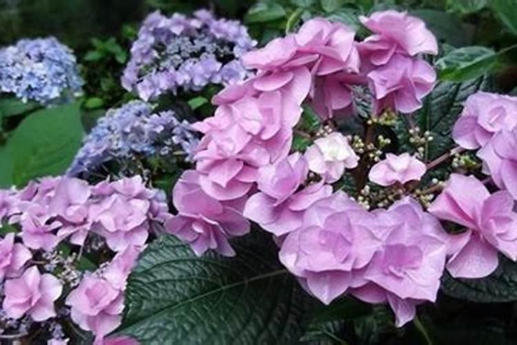 噻虫嗪能混赤砂糖和磷酸二氢钾灌根吗？