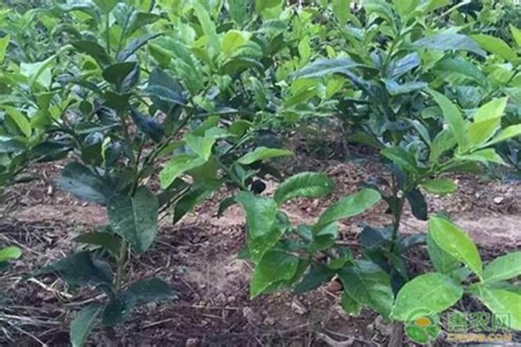 小白菜追肥使用什么肥料好？水溶肥有推荐的吗