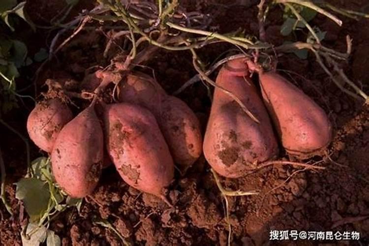 栽红薯用什么肥料好怎么施肥产量高