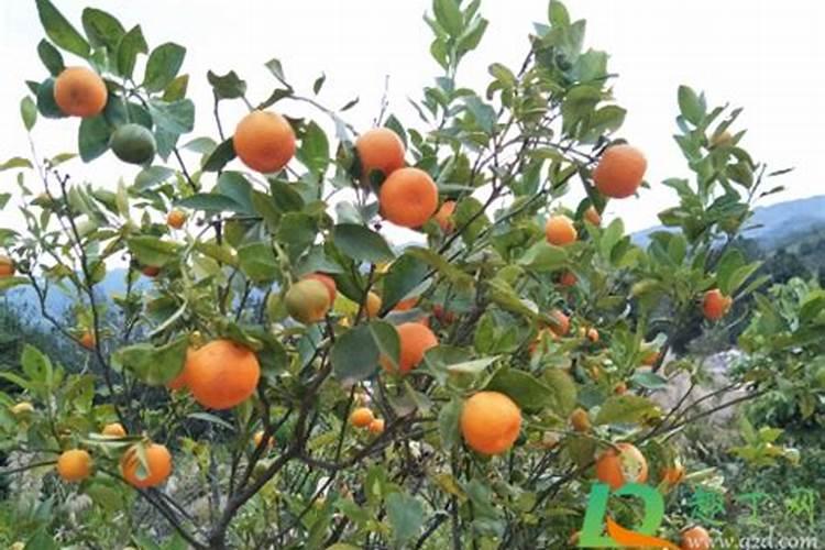 葡萄开花后打什么药？