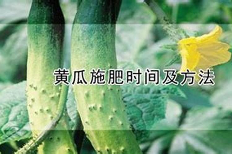 黄瓜每个阶段怎样施肥