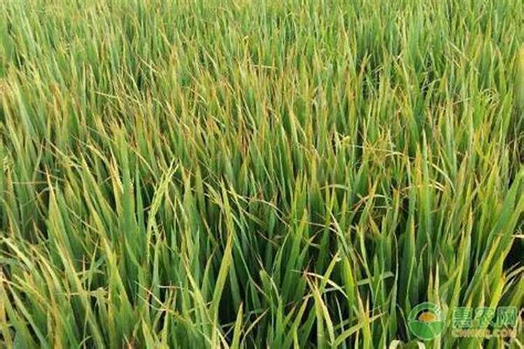 水稻叶片发黄的原因