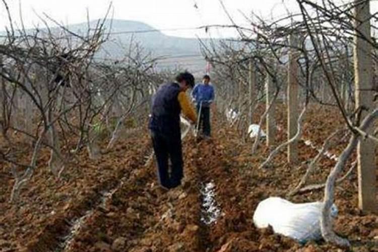 如何识别真假化肥